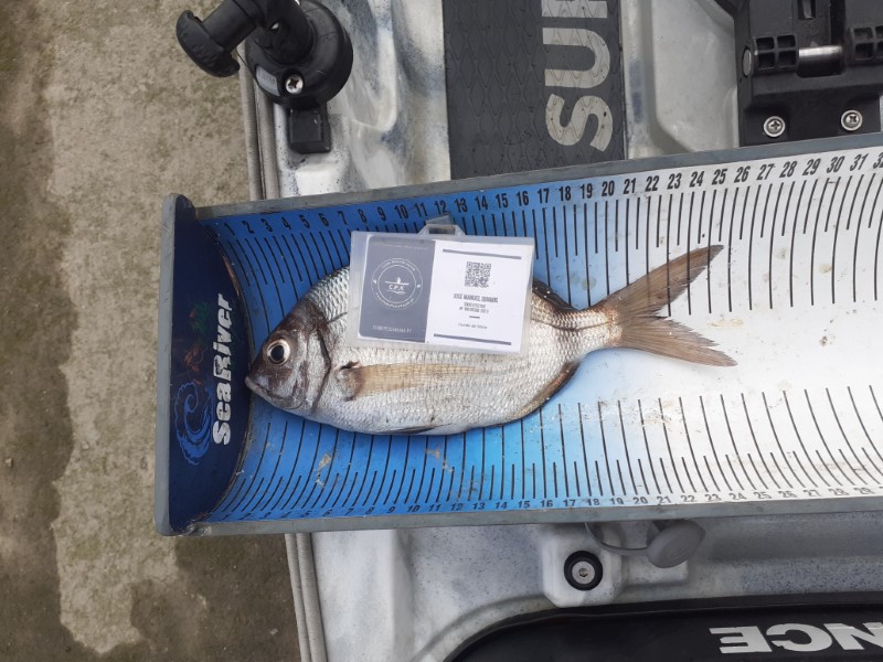 Fish Measure Picture